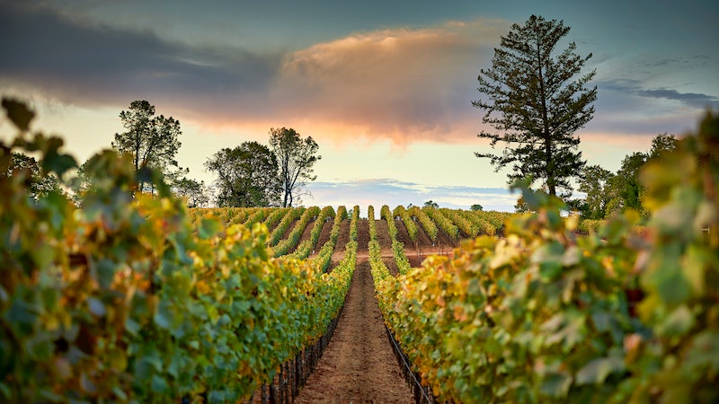 Single-Vineyard Cabernets to Watch at Howell Mountain's Outpost