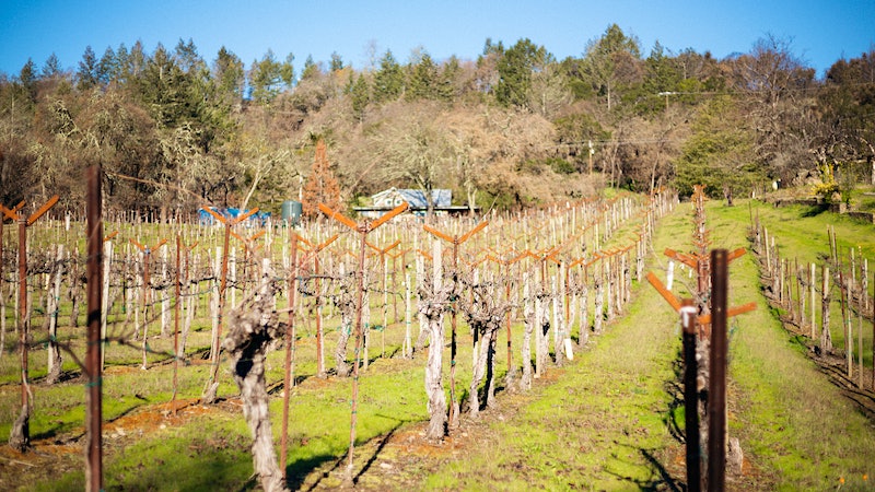 School House: A Cradle for Napa Valley Pinot Noir