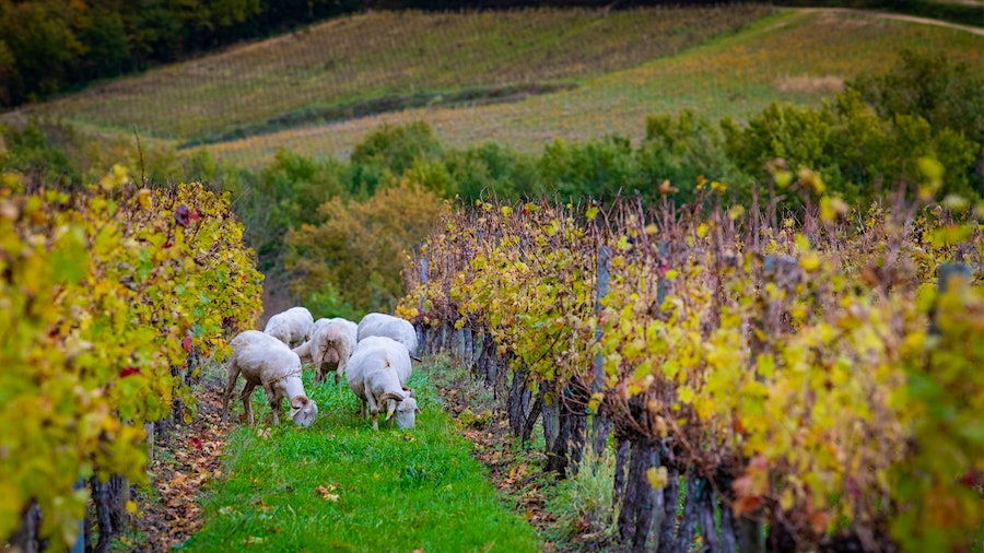 Sheep in a vineyardWine and Sustainability
